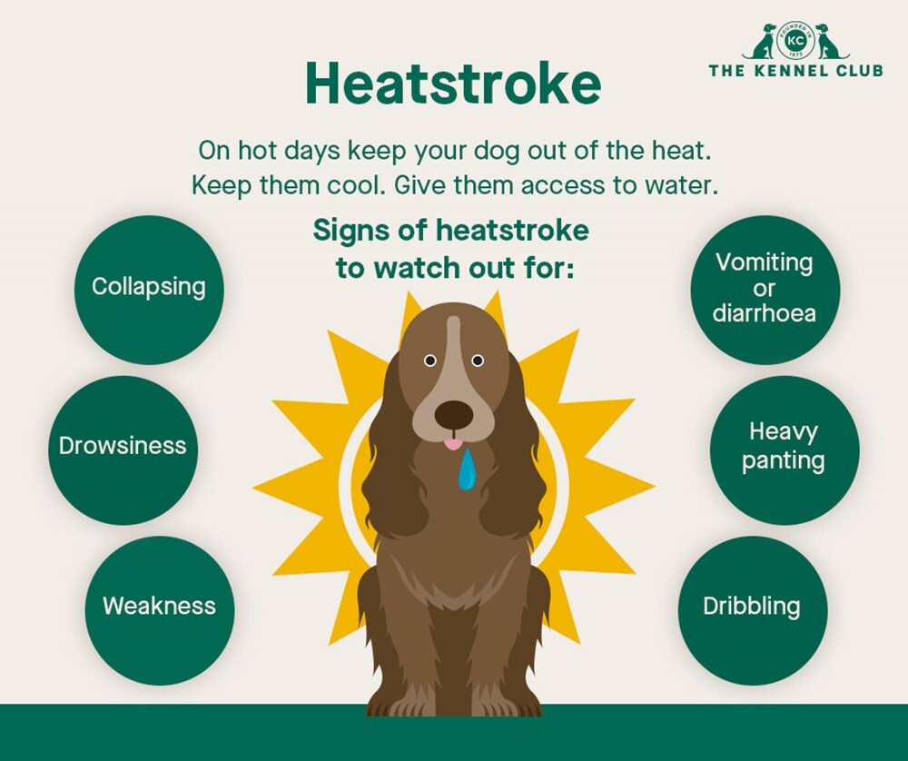 keeping-your-dog-cool-in-summer-part-1-www-natural-treats-co-uk