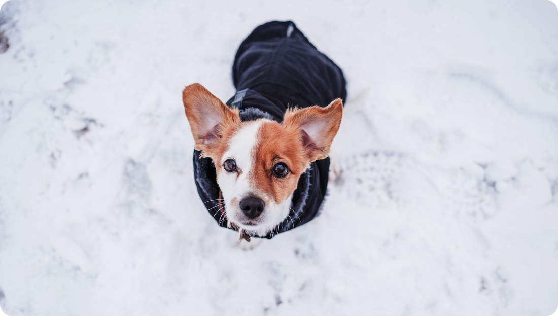 How to Look After Dogs in Cold Weather