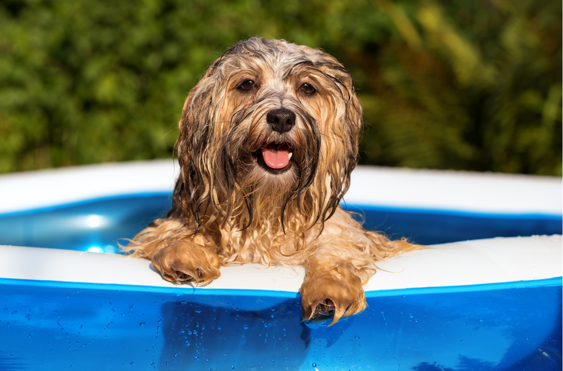 Secrets to a Happy Puppy