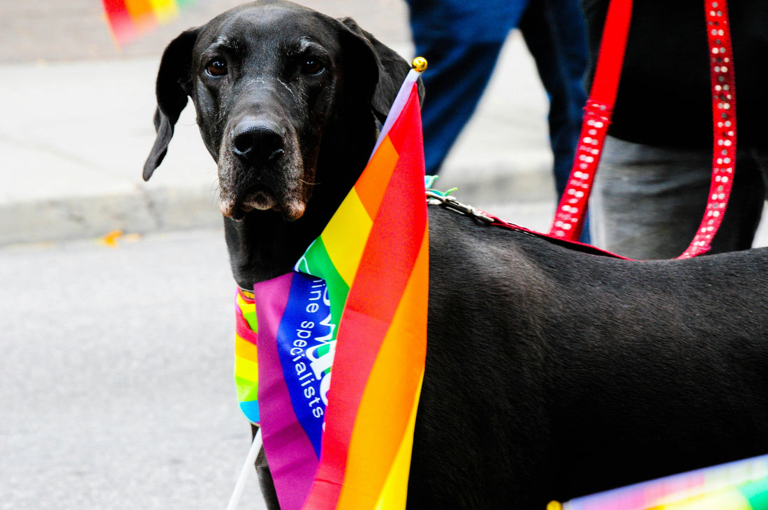 Celebrating Black Dogs in the UK