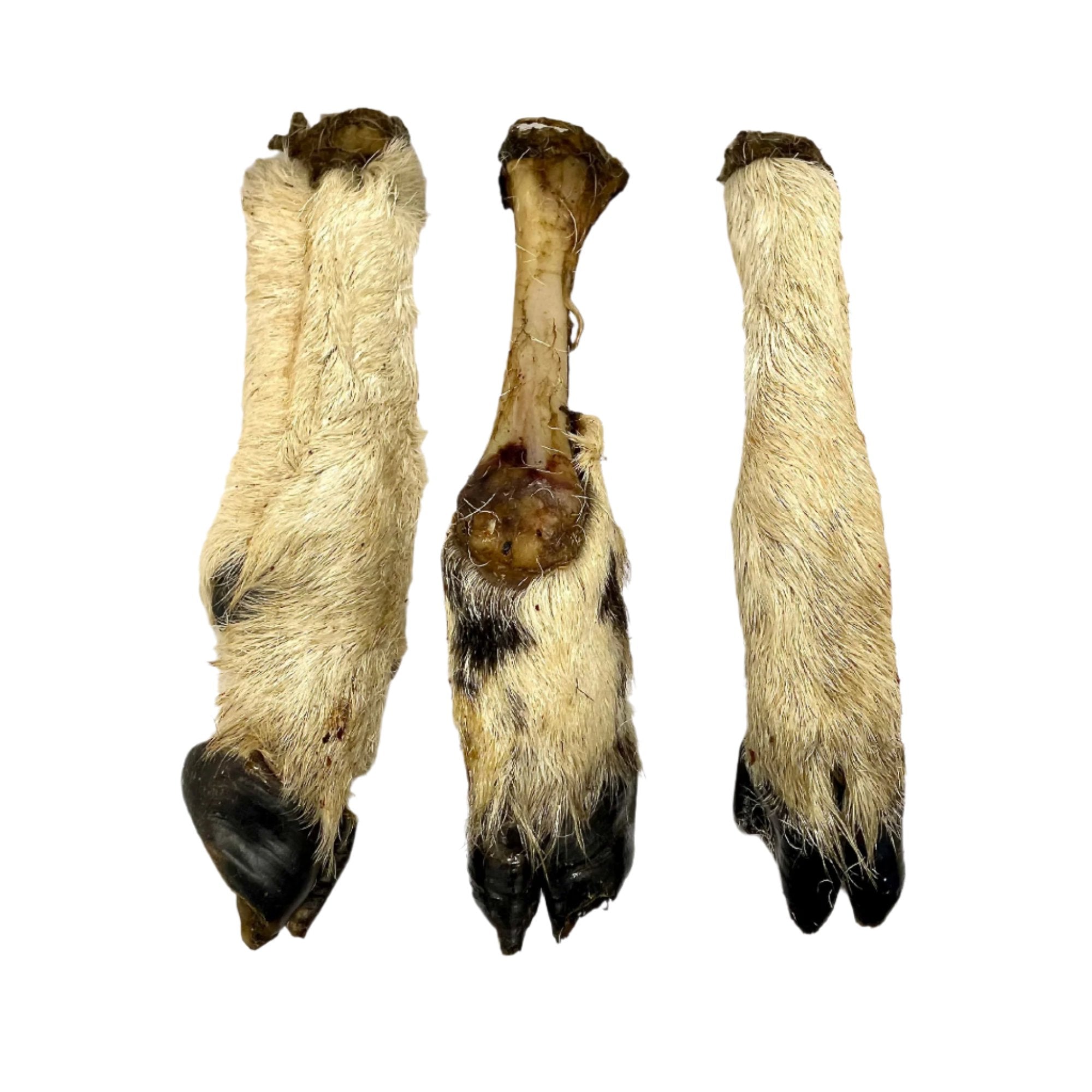 Lamb leg bone for dogs best sale